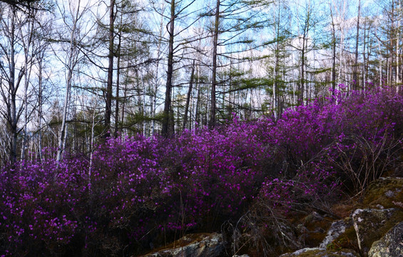 杜鹃花