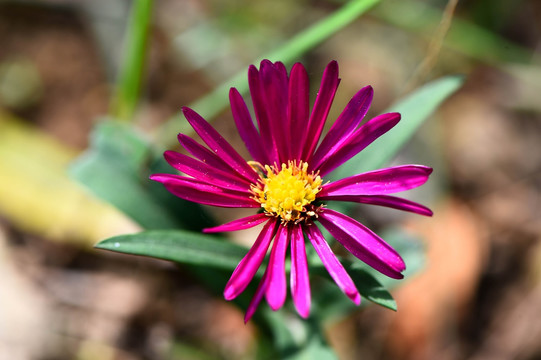 花卉