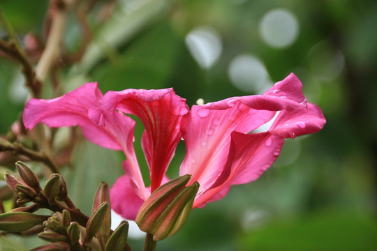 紫荆花