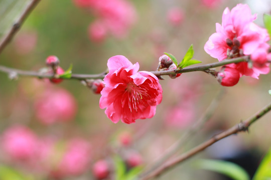 桃花