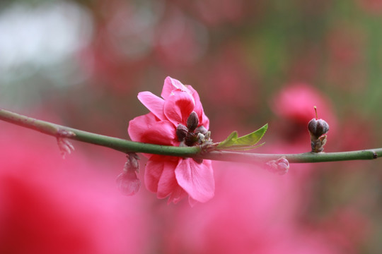 桃花