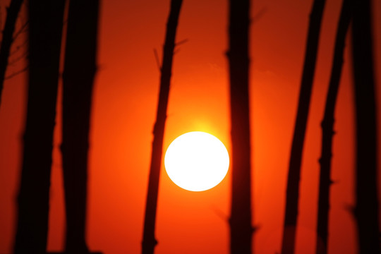太陽 黃昏 日落 樹