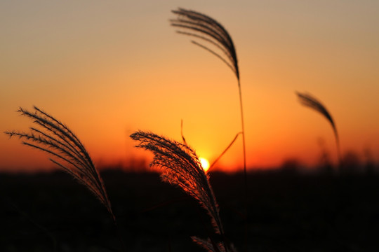 秋日夕阳 芦苇