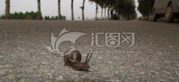 马路上的蜗牛