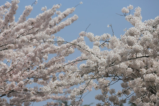 樱花