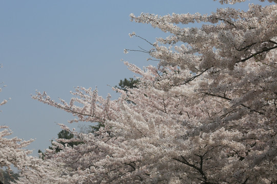 樱花