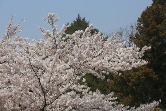 樱花