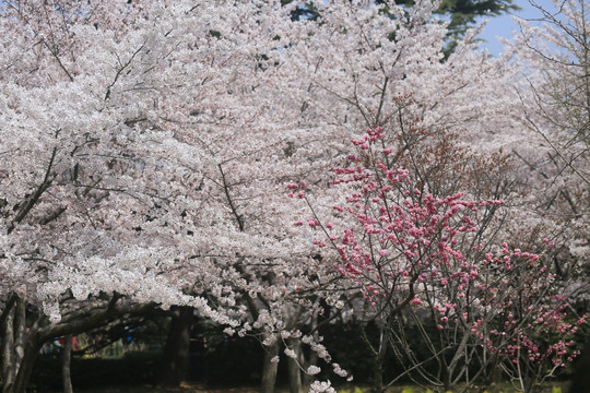 樱花