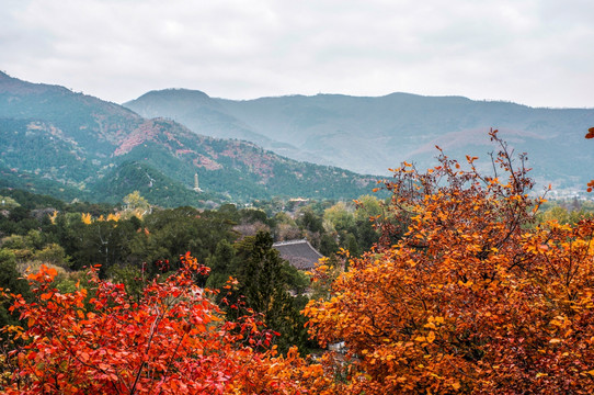 香山红叶