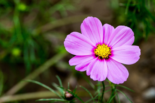 波斯菊