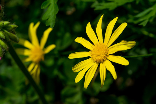 野菊花