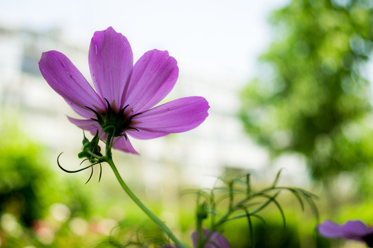 波斯菊