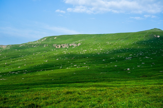 高山草甸