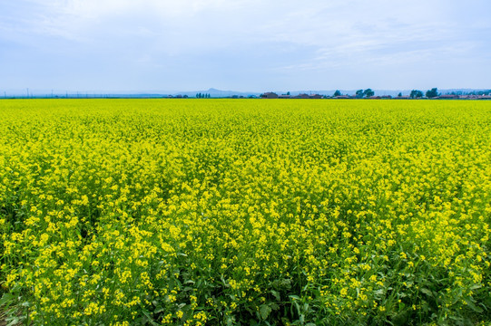 油菜花