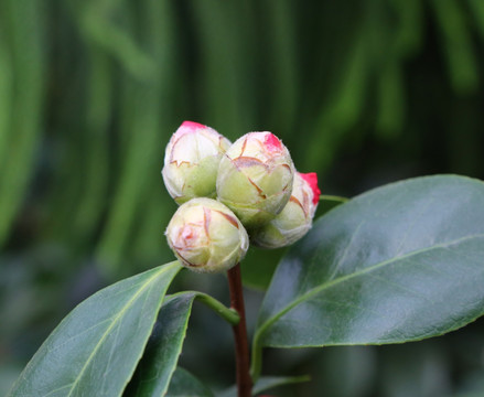 山茶花