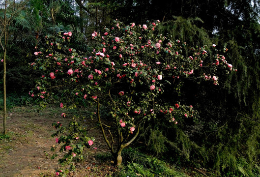 茶花 山茶树