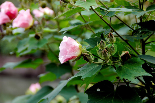 木芙蓉