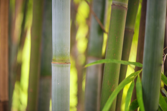 竹林高清