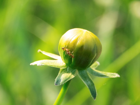 花草