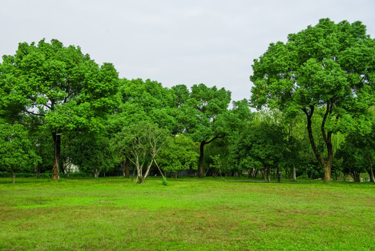 树林 草坪 草地