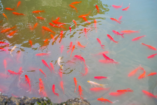 池塘 红鲤鱼