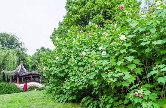 芙蓉花树 公园一角