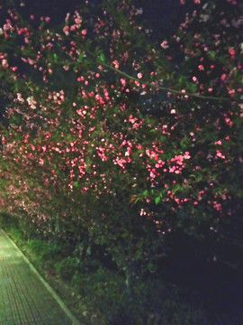 夜晚路边的樱花树