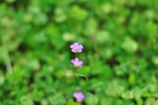 红花酢浆草