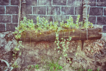 唯美植物墙