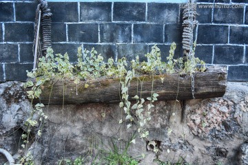 唯美植物墙