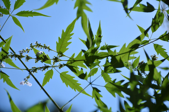 树枝与天空