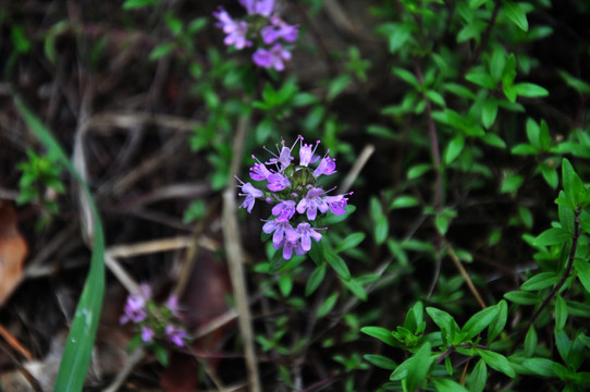 山花