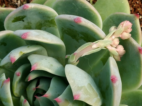 多肉植物