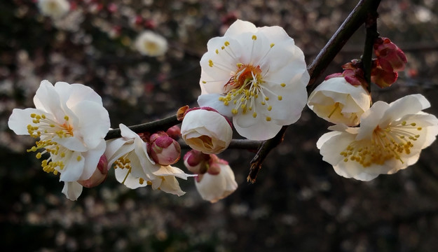 白色梅花