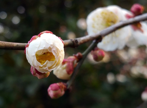 白色梅花枝