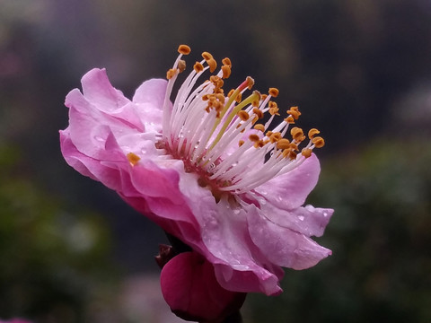 紅梅報春