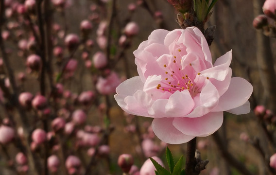 桃李芬芳