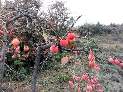 红柿子树