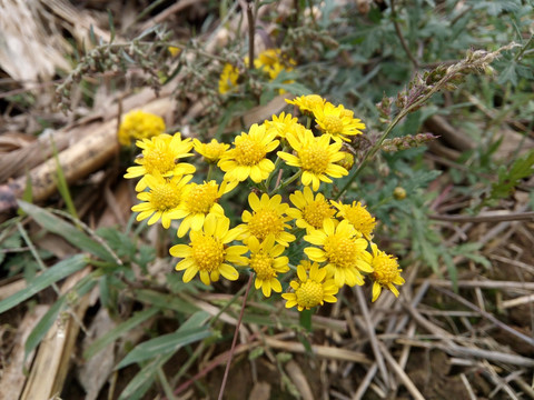 野菊花