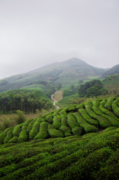 茶山 茶园 茶叶 茶树