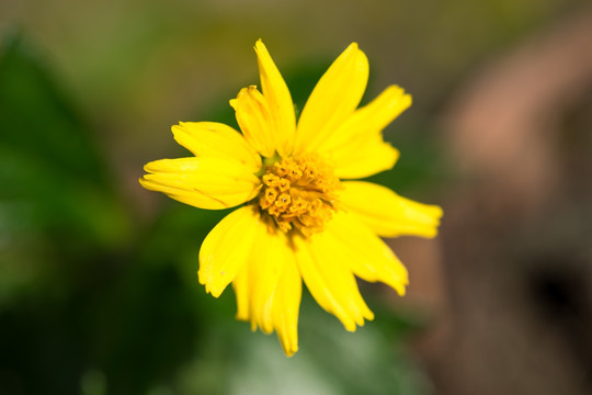  太阳菊