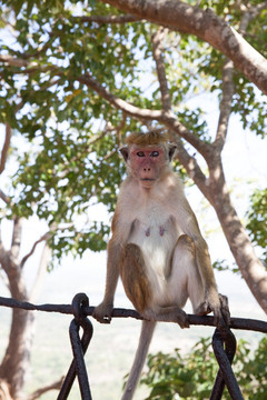 斯里兰卡猴子