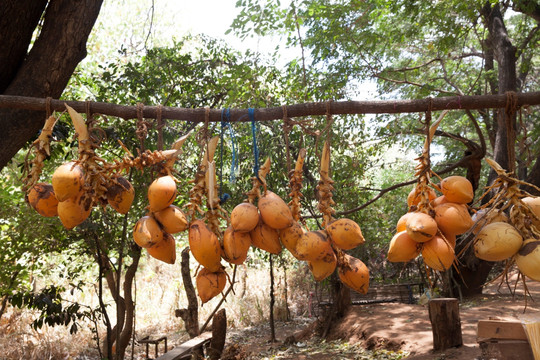 斯里兰卡街头卖金椰子