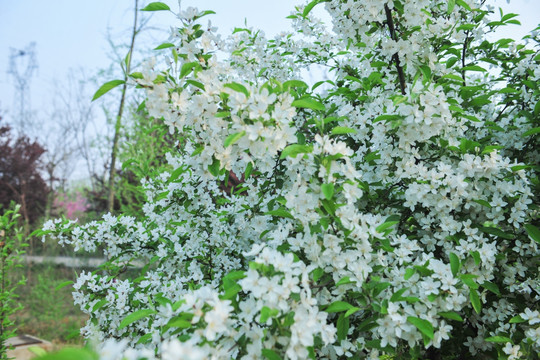 白色花  果树花