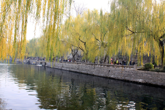 黑虎泉 湖畔风景 垂柳