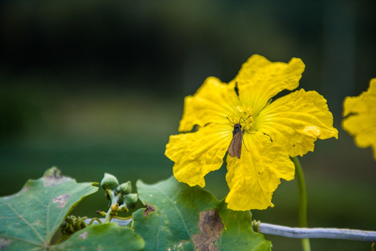 丝瓜花