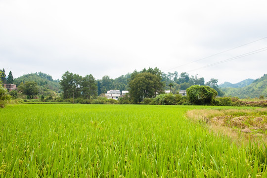 田野田园