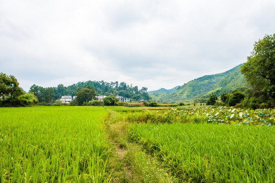 田间小路