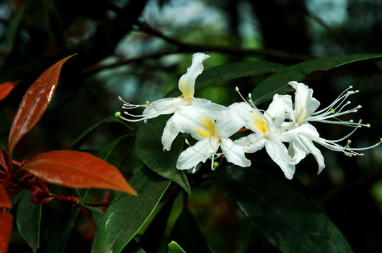 野山花