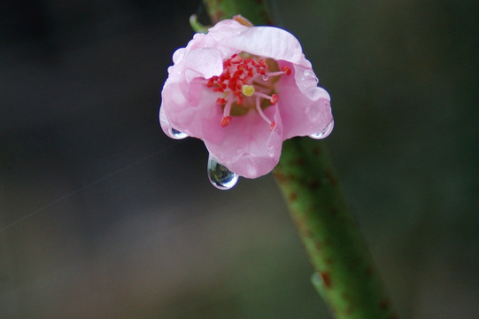 桃花依旧